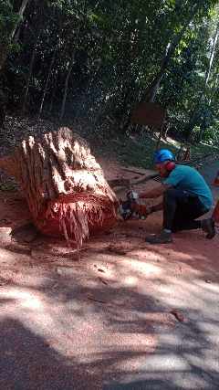 Corte e poda de arvore em snato andré